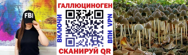 Купить где  Кстово  Псилоцибиновые грибы Psilocybine cubensis 